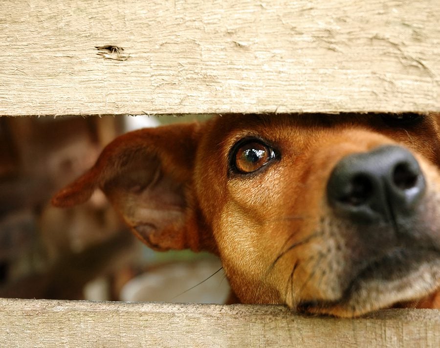 Officials clear dog in Secaucus street tangle
